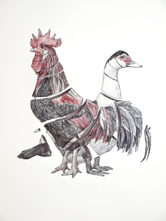 gallo